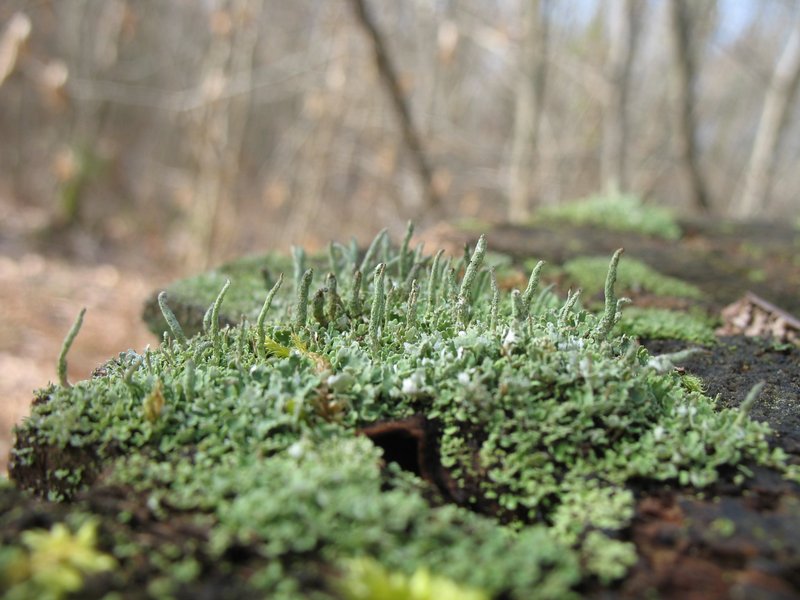 Lichens forestiers 3.3.2013 043